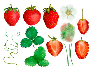 Watercolor Strawberry Illustrations capture botanical beauty with artistic and detailed approach