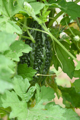 Bitter gourd or Green Bitter gourd hanging from a tree on a vegetable farm, ripe bitter gourd...