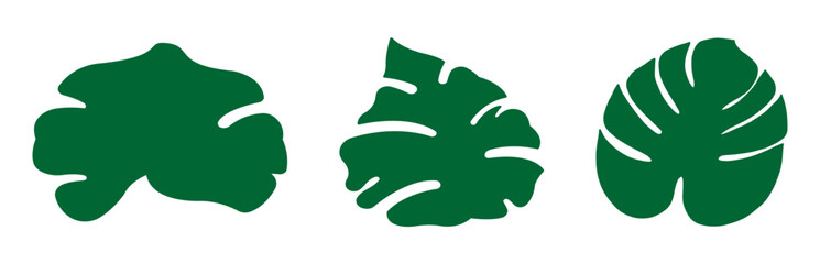 natural tropical monstera leaf