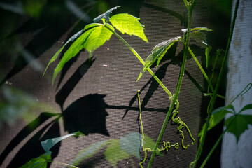 Mosquito net on the window, on which Virginia creeper (Parthenocissus quinquefolia) are caught,...