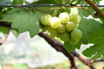 Close up of grapes hanging on Vine, Hanging grapes. Grape farming. Grapes farm. Tasty green grape bunches hanging on branch. Grapes With Selective Focus on the subject, Chakwal, Punjab, Pakistan