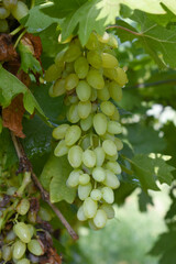 Close up of grapes hanging on Vine, Hanging grapes. Grape farming. Grapes farm. Tasty green grape bunches hanging on branch. Grapes With Selective Focus on the subject, Chakwal, Punjab, Pakistan
