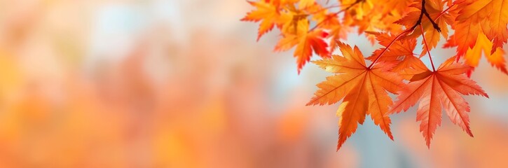 Vibrant Autumn Maple Leaves on Soft Blurred Background for Seasonal Wallpaper, Fall Decorations