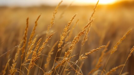 Fototapeta premium Ancient grains, abundant fields, golden harvest, Photo style
