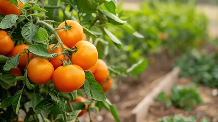Drought-tolerant plants, dry conditions, fruitful harvest, Photo style