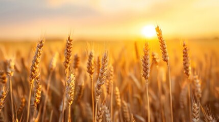 Fototapeta premium Heritage wheat, golden fields, sunset glow, Photo style