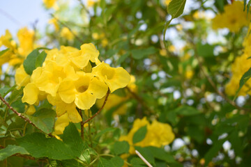 Yellow trumpetbush (Tecoma stans) Called Yellow bell or Yellow Elder Flower, trumpet flower, Beautiful bunch of yellow flowers closeup with green leaves Background, tecoma stans
