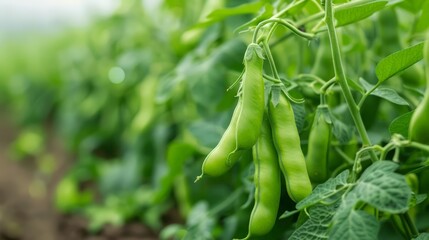 Fototapeta premium Specialty legumes, diverse crops, field abundance, Photo style