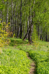 Fototapeta premium A path leading into a picturesque birch grove