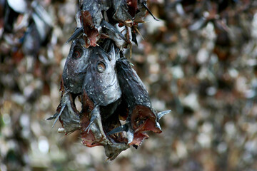 Dried fish heads hanging on outdoor drying racks in Iceland