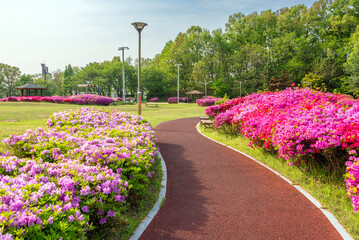 철쭉꽃이 활짝 핀 청주 금천배수지공원의 산책로-Walking trail at Geumcheon...