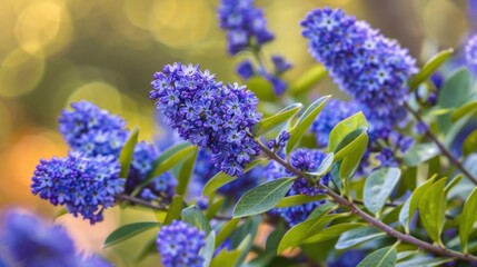 Obraz premium Close-up of Delicate Blue Flowers