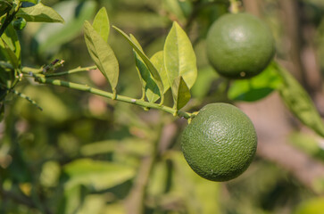 Green oranges ripening on a branch in a garden. Vertical photo, medium shot.