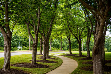 Winding Path In A Park Surrounded By Tall Trees Creating A Peaceful Atmosphere