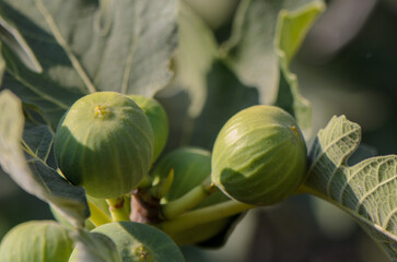 The tree with the green figs