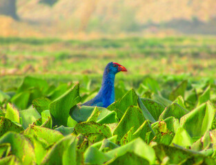 Blue bird on the grass