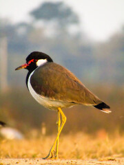 Red Wattled Lapwing