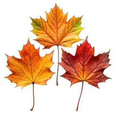 Obraz premium Autumn leaves isolated on transparent background