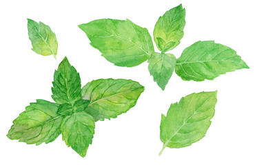 ハッカ（ニホンハッカ）の葉　水彩イラストセット