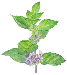 ハッカの花（ニホンハッカ）　水彩イラスト