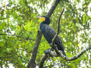Obraz premium Great Cormorant on a tree