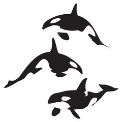 Set of Killer Whale Vector Illustration