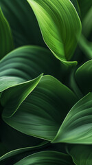 Obraz premium Green tropical leaves in close-up showing