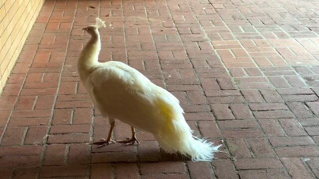 White feathered albino peacock at UWA, University of Western Australia, Perth