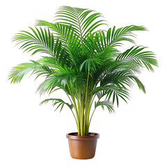 Obraz premium Areca palm on pot isolated on transparent background
