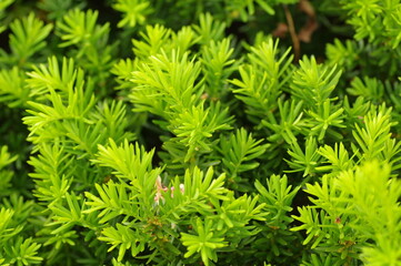 キャラボクの葉（イチイ科）