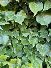 close-up green leaf in the wild