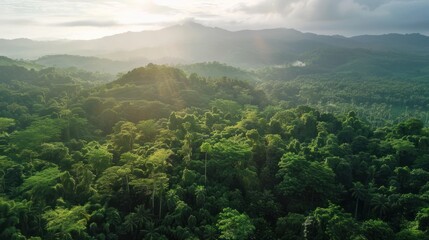 Naklejka premium Aerial View of Lush Rainforest with Sunbeams
