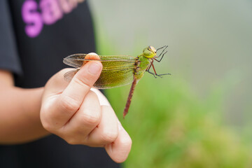 子供の手にギンヤンマのメス