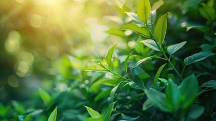 Obraz premium Sunlight Through Green Leaves