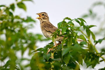 singende Grauammer // singing Corn bunting (Emberiza calandra) - Körös-Maros-Nationalpark, Ungarn