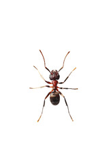 Close-up of an Ant on a transparent Background