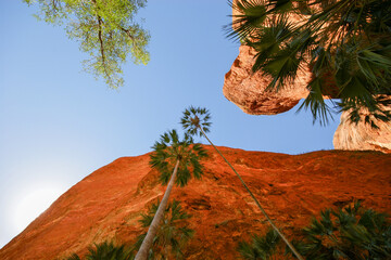 Livistona palms and red cliffs at Mini palms gorge, Bungle Bungle range, Western Australia, view from below