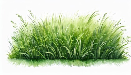 Lush green grass isolated on a white background. Perfect for adding a touch of nature to your designs.