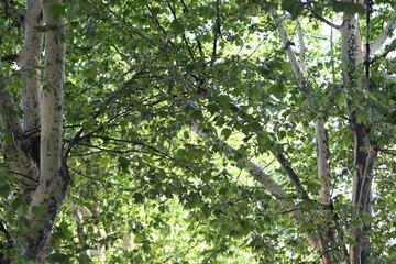 Fototapeta premium A bear sits in a tree in the woods.