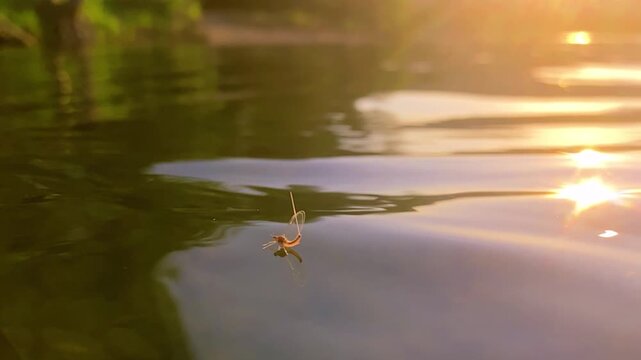 A mayfly floats on the water with sunset in background.  Slow motion 240 FPS.