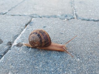 Escargot rampant sur des pavés