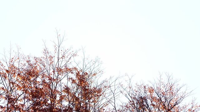 Southern beech (Nothofagus species) in the Patagonian Andean forest in Autumn with orange fall foliage . Tilt view