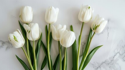 Minimalist decor featuring white tulips