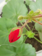 A bright geranium bud against the background of leaves.