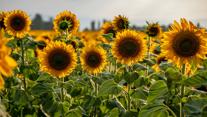Fototapeta premium Sunflower field
