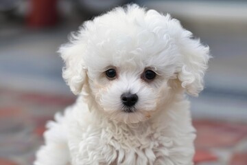 Cute white puppy with curly fur looking at the camera with a soft focus background