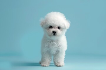 Cute white fluffy puppy posing on a soft blue background