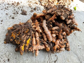 Herbal plants and spices called turmeric that have just been harvested are still dirty with soil