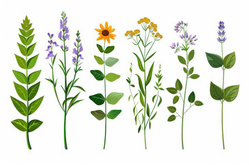 Naklejka premium A stunning collection of medical herbs and wildflowers, beautifully illustrated in a detailed, realistic style, ideal for decor.