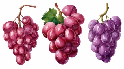 A vibrant watercolor painting of a lush collection of grapes, elegantly displayed against a clean white background.